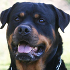 Rottweilers Dog Wallpapers ícone