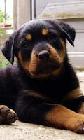 Fond d'écran chien Rottweiler capture d'écran 3