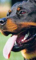 Fond d'écran chien Rottweiler Affiche