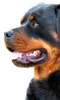 Rottweilers Dog Wallpapers screenshot 2