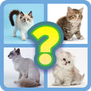 Guess Little Kitten-APK