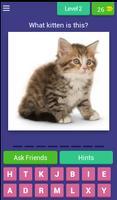 Guess Little Kitten پوسٹر