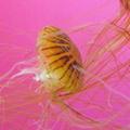 Marine Life pics 3
