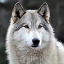 Free Wolf Wallpapers HD APK