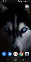 Free Wolf Wallpapers HD screenshot 3