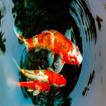 Koi Fish Pond Guide