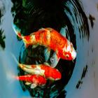 Koi Fish Pond Guide أيقونة