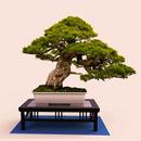 Bonsai Tree Grow & Care Tips APK