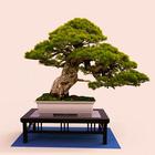 Bonsai Tree Grow & Care Tips icône