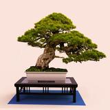 Bonsai Tree Grow & Care Tips icône
