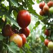 How to Grow Tomatoes in Pots