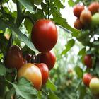 How to Grow Tomatoes in Pots أيقونة