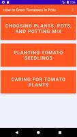 How to Grow Tomatoes in Pots الملصق