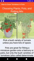 How to Grow Tomatoes in Pots تصوير الشاشة 1