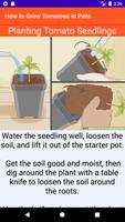 How to Grow Tomatoes in Pots تصوير الشاشة 2