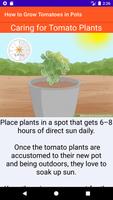 How to Grow Tomatoes in Pots تصوير الشاشة 3