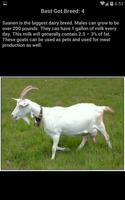 Best Goat Breeds capture d'écran 1