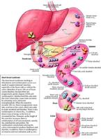 3D ORGANS Affiche