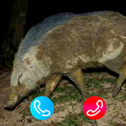 Chat with babi ngepet – call p icon
