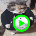 Funny Cat Videos and Picture 2