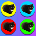 Maxwell Cat Sound Test