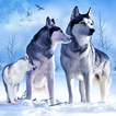 ”Arctic Wolf Sim 3D