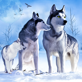 Arctic Wolf Sim 3D