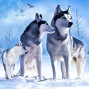 Arctic Wolf Sim 3D aplikacja