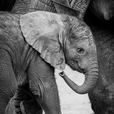 Animals Wallpapers ไอคอน