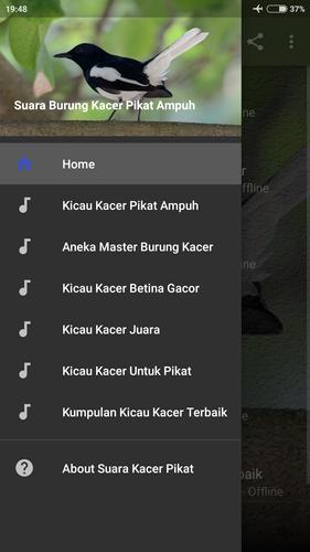 Suara Burung Kacer Pikat For Android Apk Download