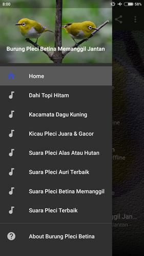 Suara Pleci Betina Memanggil Jantan For Android Apk Download