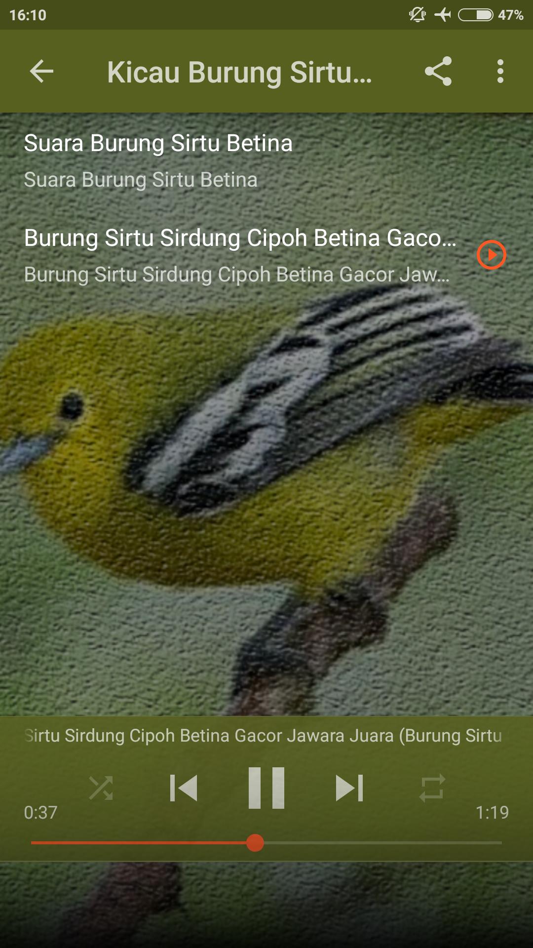 26+ Burung cipoh betina gacor terupdate