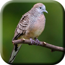 Suara Burung Perkutut Bangkok APK