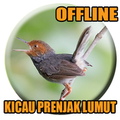 Suara Prenjak Lumut Pikat For Android Apk Download
