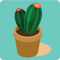 HD Matrial  Cactus