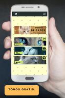 ringtones y tonos de gatos Affiche