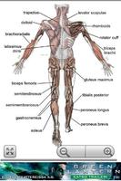 Human Anatomy スクリーンショット 1