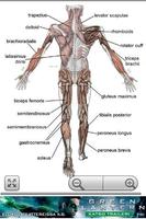 برنامه‌نما Human Anatomy عکس از صفحه