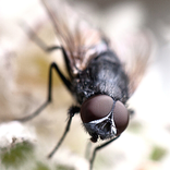 Fly Ringtone and sound