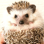 Hedgehog Ringtone