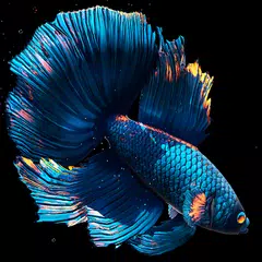 Betta Fish APK Herunterladen