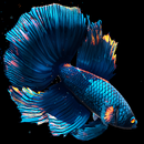 Betta Fish APK