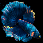 Betta Fish icon