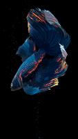 Betta Fish plakat