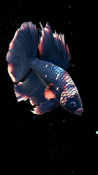Betta Fish screenshot 16