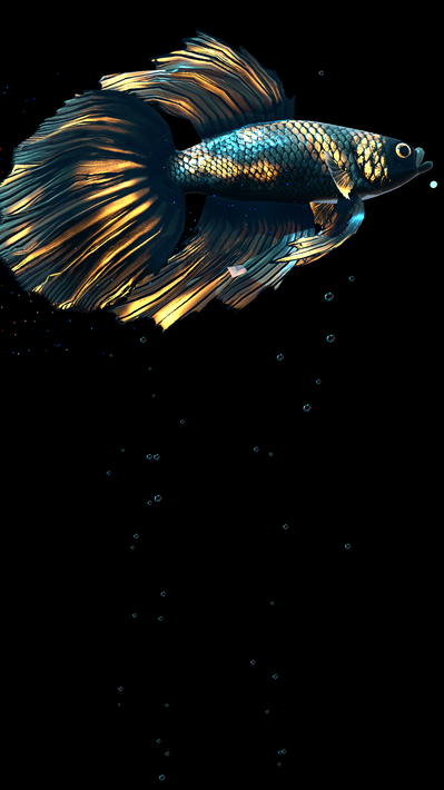 Betta Fish screenshot 17