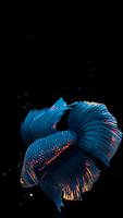 Betta Fish ภาพหน้าจอ 1