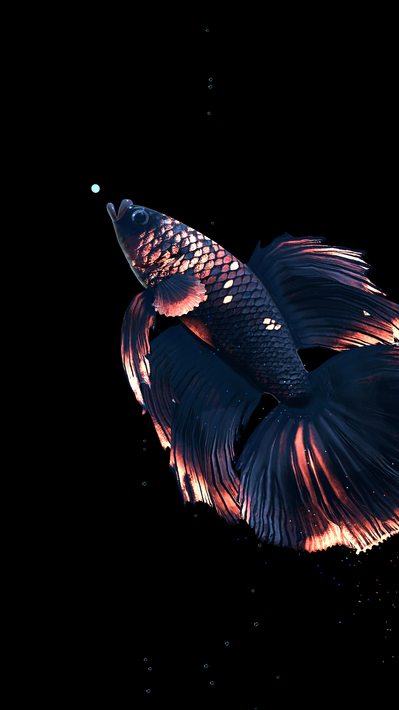 Betta Fish screenshot 20