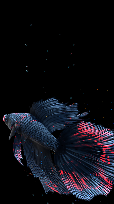 Betta Fish screenshot 23