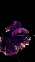 Betta Fish تصوير الشاشة 2
